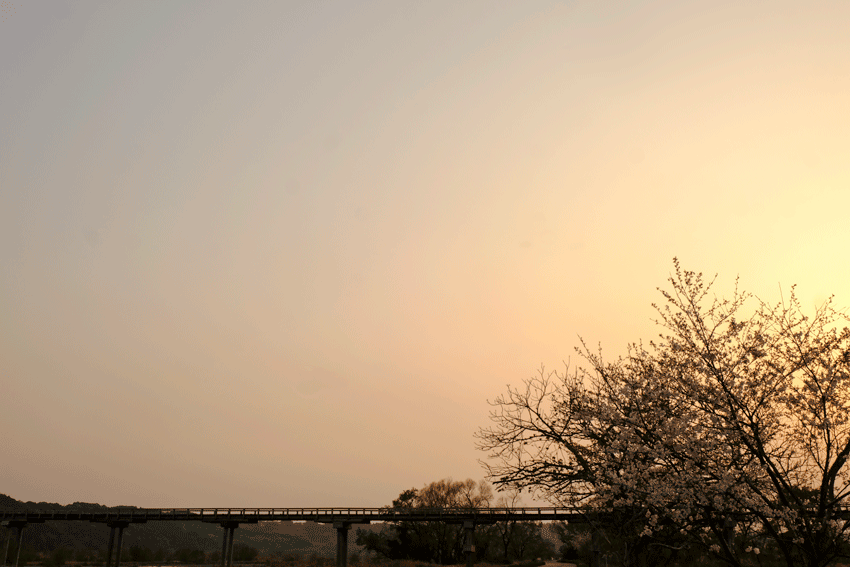 蓬莱橋　夕景　さくら_e0243382_23241477.gif