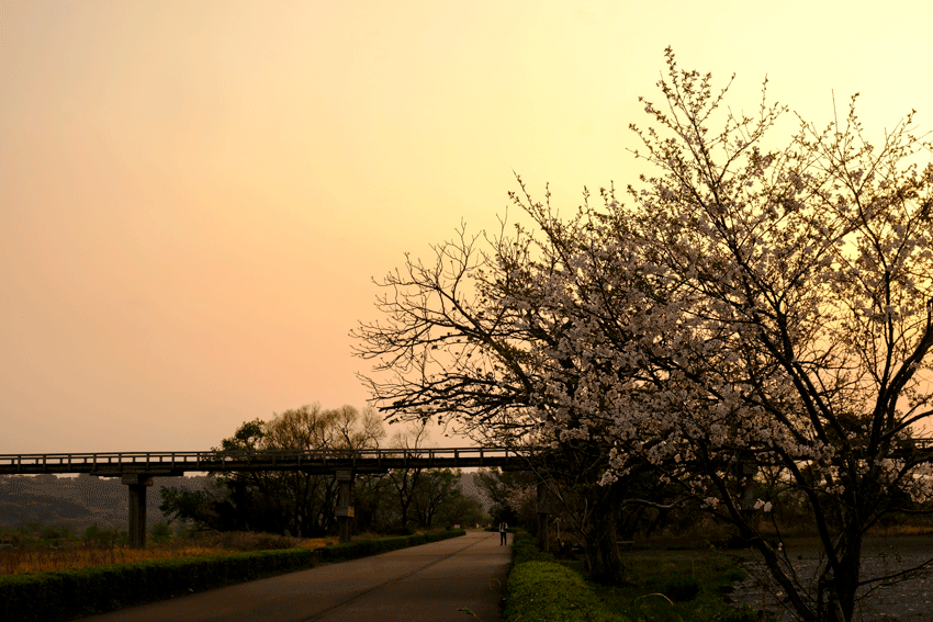 蓬莱橋　夕景　さくら_e0243382_23241794.gif