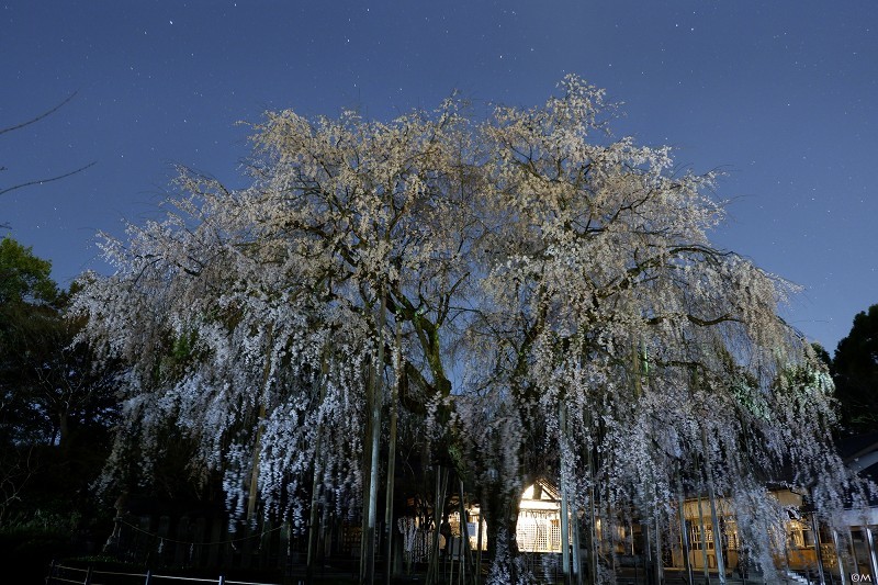 福井の桜　第３弾_a0276584_11151678.jpg