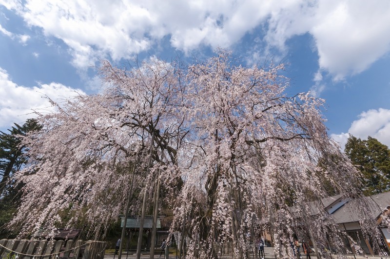 福井の桜　第３弾_a0276584_11170499.jpg