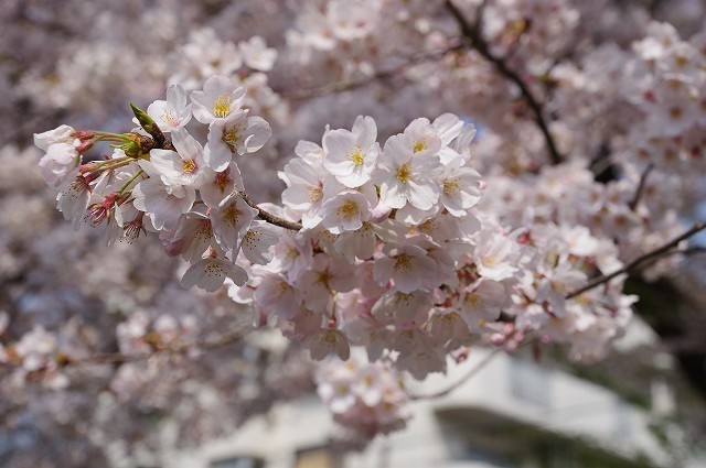 f0169884_17284201.jpg