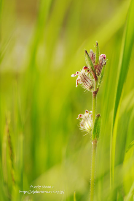 春の花たち＊Ⅴ -マンテマ-_b0391986_18573350.jpg