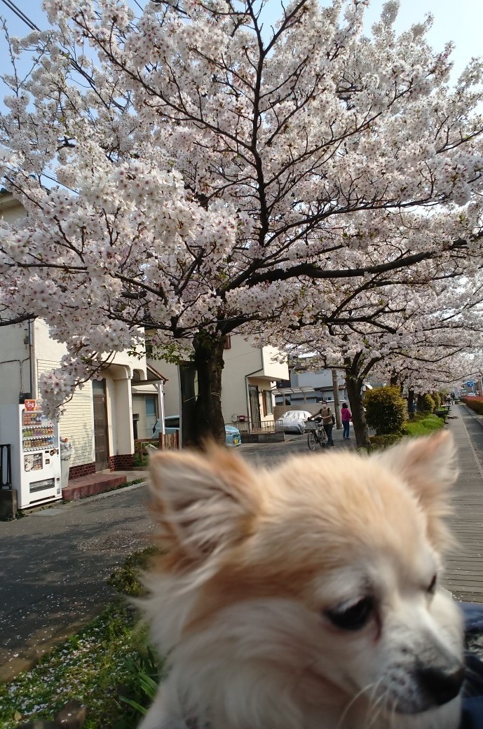 イヴちゃんお花見日和だね！！　気持ちいいね(*_*;_f0280186_16025101.jpg