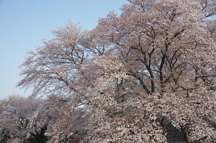 d0016587_20300002.jpg