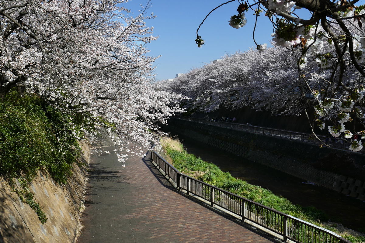 桜2019③森林公園・石神井川で花見_c0252688_15105069.jpg