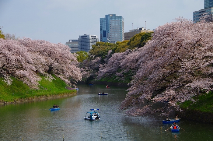 皇居一周リハビリ花見_c0324191_18200119.jpg