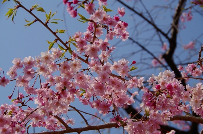 皇居一周リハビリ花見_c0324191_18202835.jpg