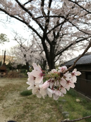 菜の花　堤防工事　朝日　神社の桜　選挙_b0176192_08201574.jpg