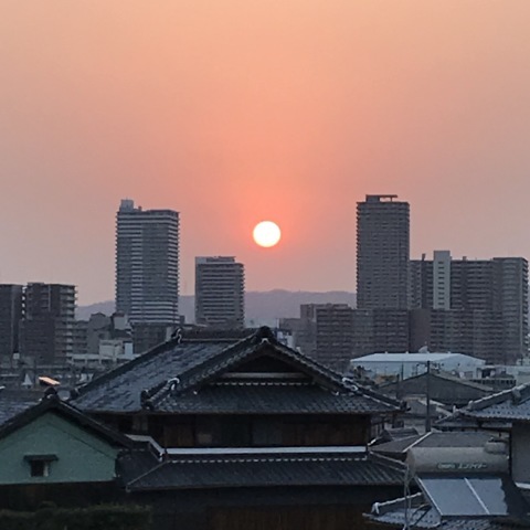 菜の花　堤防工事　朝日　神社の桜　選挙_b0176192_08271458.jpg