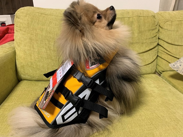 EZYDOGのライフジャケットはじめました‼_d0198793_18524750.jpg