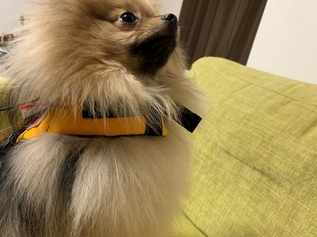 EZYDOGのライフジャケットはじめました‼_d0198793_18524970.jpg