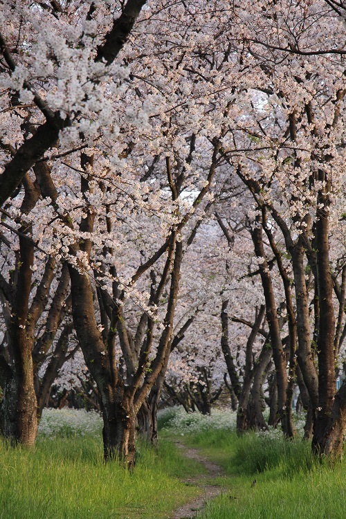 お花見散歩_a0333195_13201859.jpg