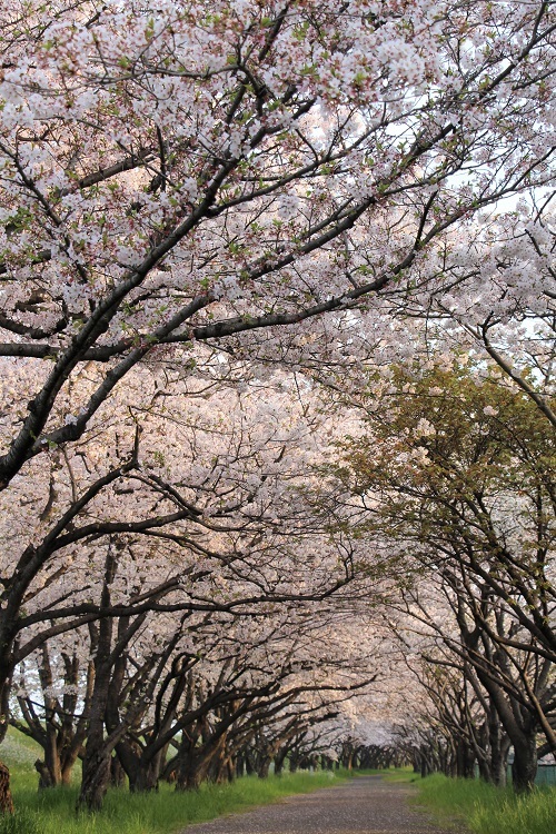 お花見散歩_a0333195_13203141.jpg