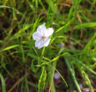 お花見散歩_a0333195_13420227.jpg