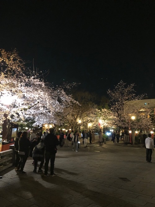 桜　サクラ　SAKURA_c0108595_02063808.jpg