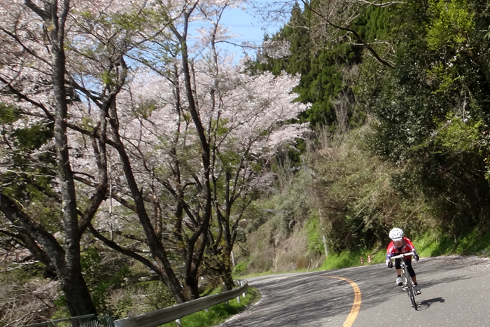 散りかけ桜を求めて、砥用あたり。_e0079696_19252280.jpg