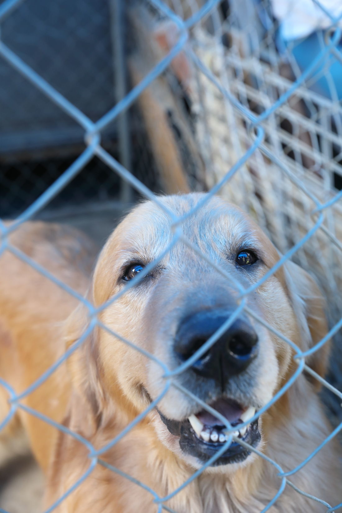 犬舎さん探訪♪_b0275998_10540197.jpg