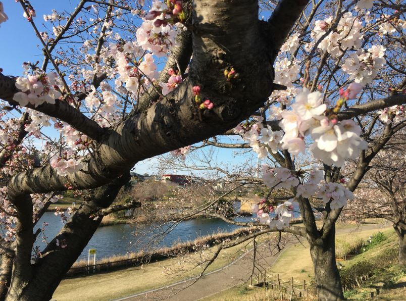 2019/4/8 寝屋川、枚方観桜ラン（ 打上川治水緑地、山田池公園）_b0362900_21391001.jpg