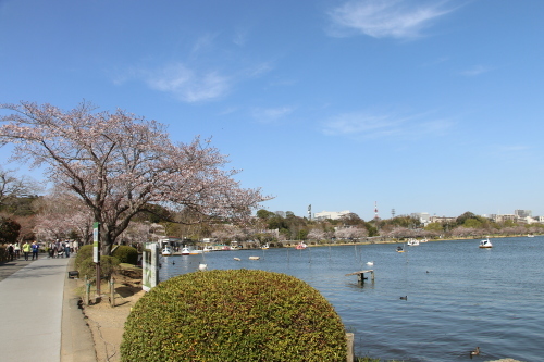 水戸偕楽園公園に隣接する千波公園の桜・４_c0075701_07141435.jpg