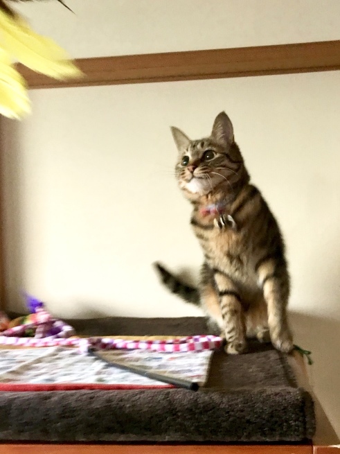 c0362401_16152108.jpeg