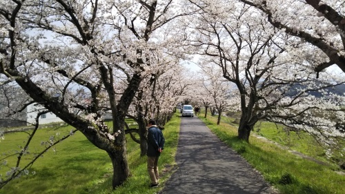 別荘旅行 1日目 法勝寺川の桜並木 青春の残照を追いかける日々