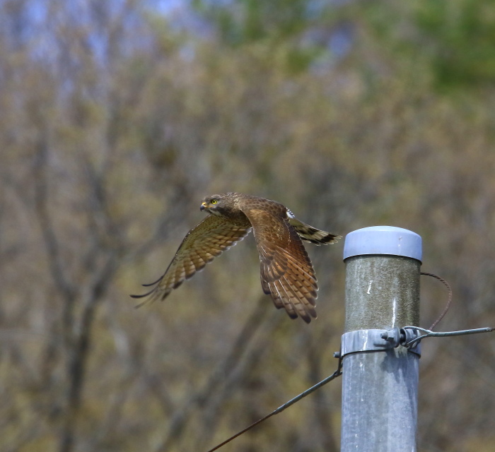 サシバ：②電柱からの飛び出し姿２０１９_c0319902_07282171.jpg