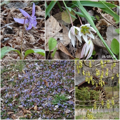三月のお花見_c0051105_09265885.jpg