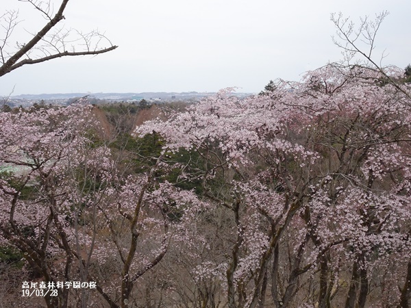 三月のお花見_c0051105_10004056.jpg