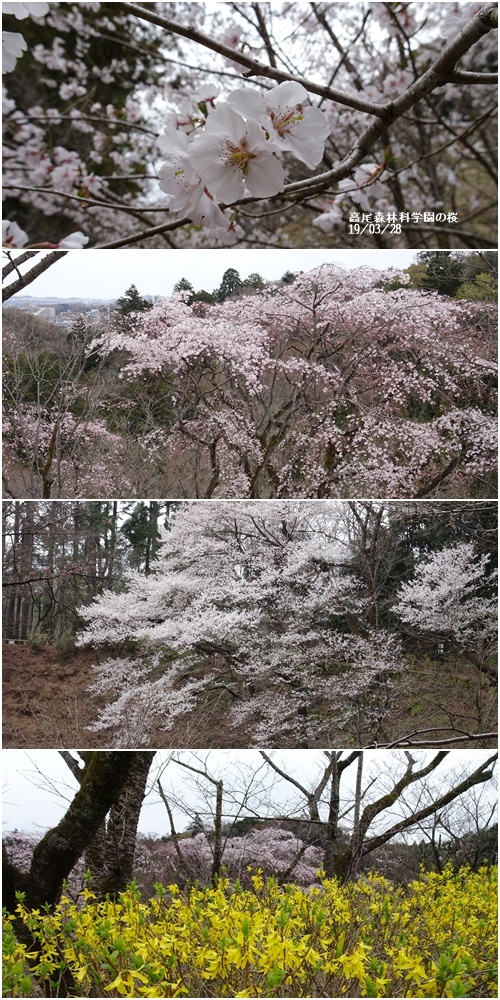 三月のお花見_c0051105_10051063.jpg