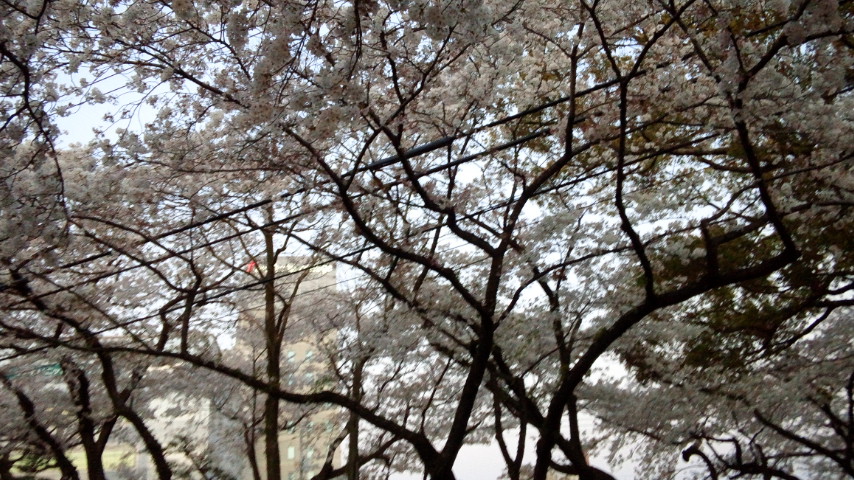 いや〜〜日本人で良かった!:徳島城公園の夜桜のお花見見参!_a0348309_933516.jpg