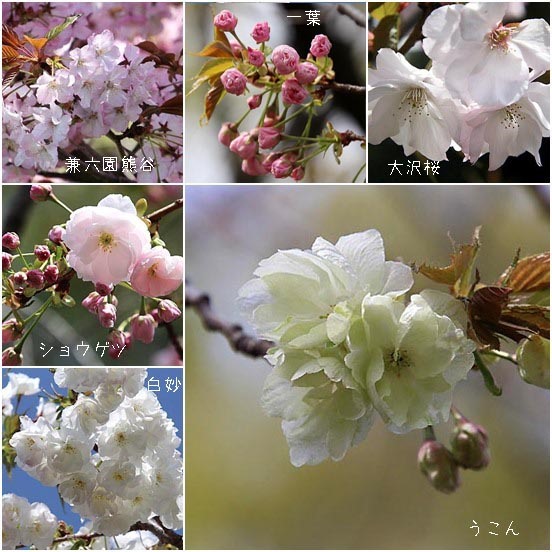 国会前庭で咲く桜、八重桜など_e0255509_20224197.jpg