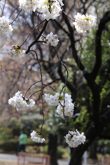 国会前庭で咲く桜、八重桜など_e0255509_20263117.jpg