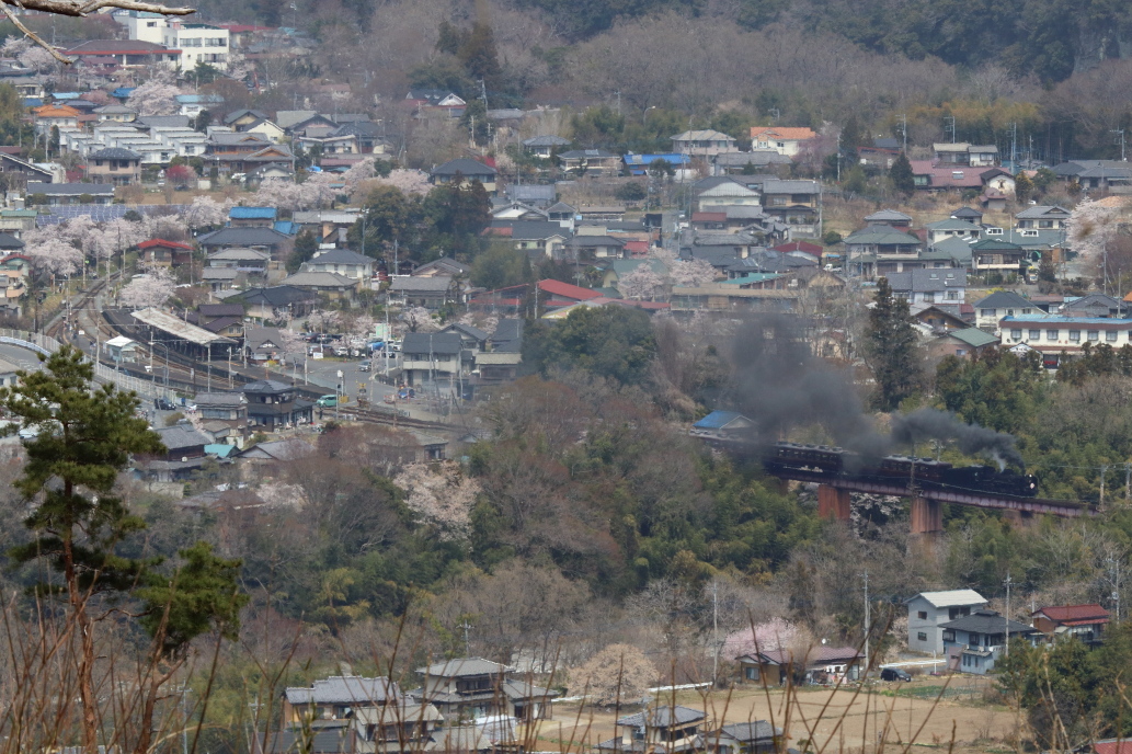 上長瀞桜並木も荒川橋梁も花盛り - 2019年桜・秩父鉄道 -_b0190710_22024433.jpg