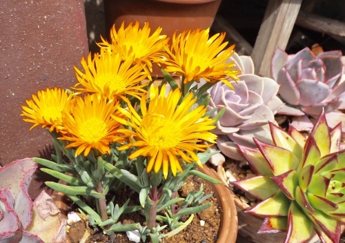 d0179410_20444610.jpeg
