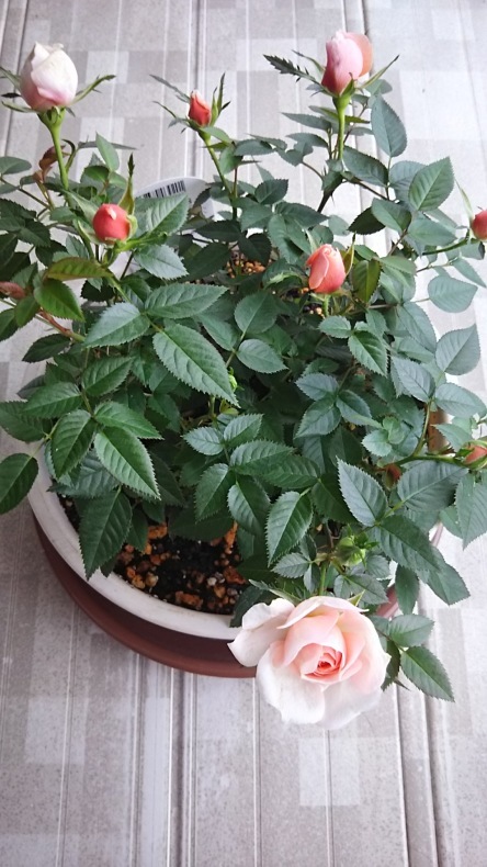 モカフェローズ 箱庭の小さな薔薇の記録 モカフェローズ 箱庭の小さな薔薇の記録