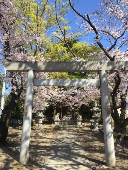 神社の桜_d0039312_19085235.jpg