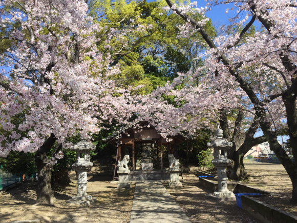 神社の桜_d0039312_19085314.jpg