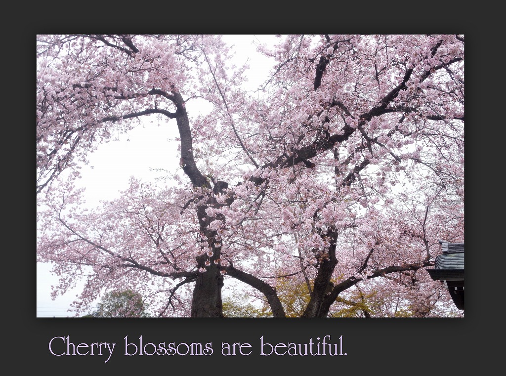 どこよりもここの桜は・・・_d0147812_18445050.jpg