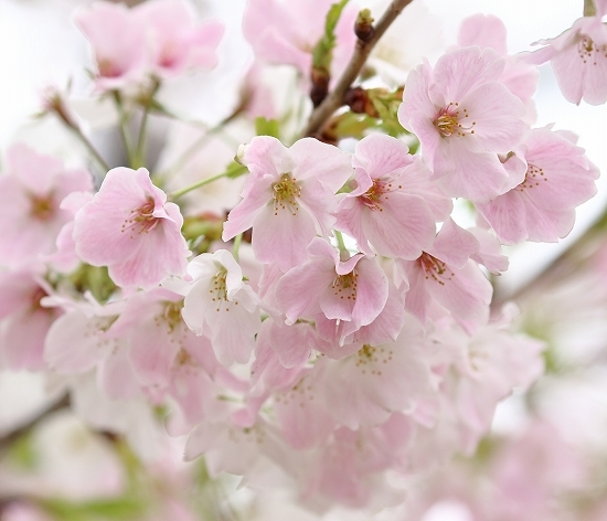 真間川の桜 ２ 上さんの写真工房