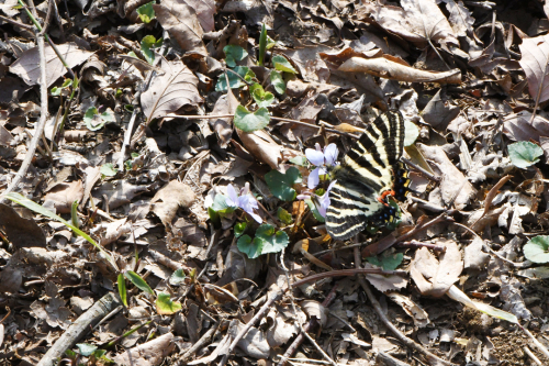 相模原のギフチョウとミヤマセセリ（2019/04/07）_d0332816_23452934.jpg