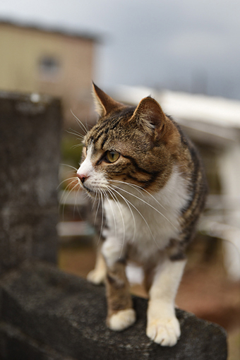 商店街の猫_b0259218_03513680.jpg