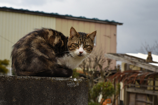 商店街の猫_b0259218_03514606.jpg