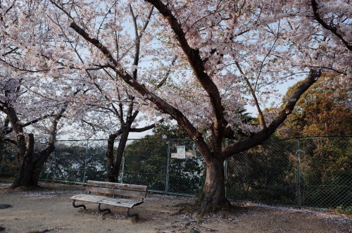 桜_f0123820_22573766.jpg
