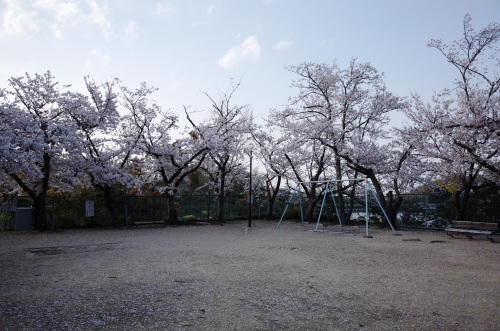 桜_f0123820_23000575.jpg