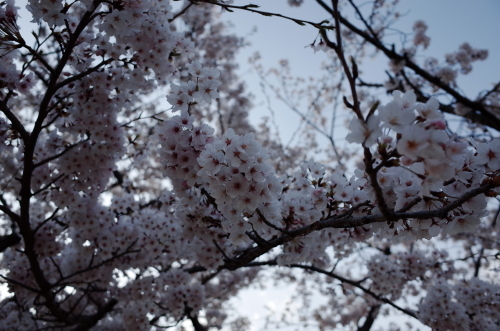 桜_f0123820_23013059.jpg