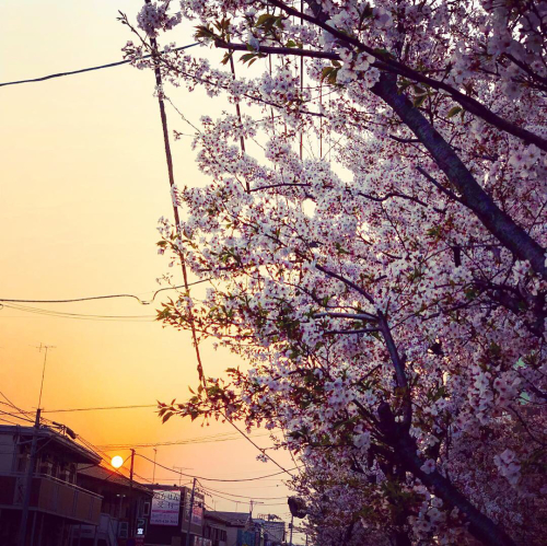 やっぱり桜。by Instagram_d0336521_10030799.jpg