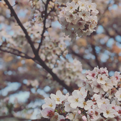 やっぱり桜。by Instagram_d0336521_10030982.jpg
