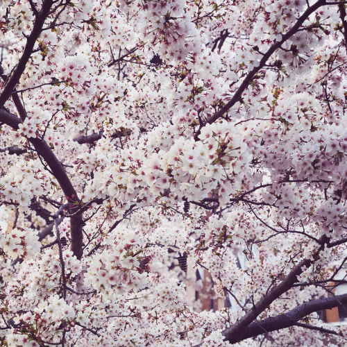 やっぱり桜。by Instagram_d0336521_10031462.jpg