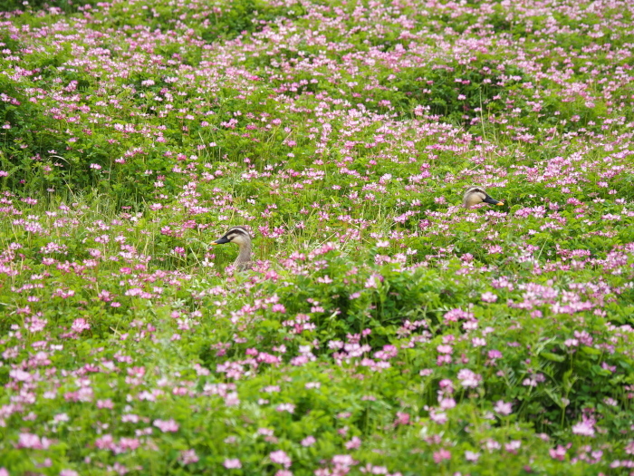 春の小川 : Duften Days 2 春の小川 : Duften Days 2