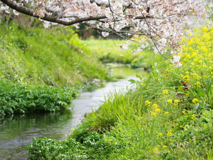 春の小川 : Duften Days 2